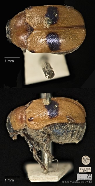 Aspidolopha buquetii