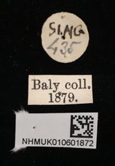 Aspidolopha buquetii • All Rights Reserved Museum Label