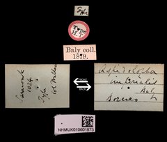 Aspidolopha imperialis • All Rights Reserved Museum Label