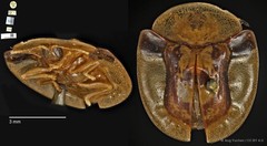 Aspidomorpha biremis • © Ang Yuchen • CC BY 4.0