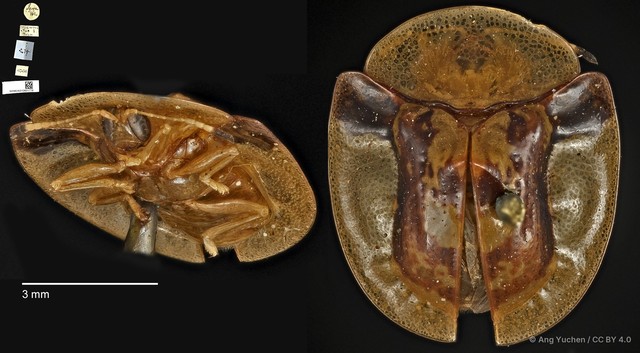 Aspidomorpha biremis • © Ang Yuchen • CC BY 4.0