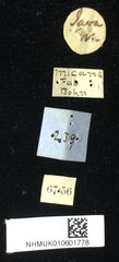Aspidomorpha biremis • All Rights Reserved Museum Label