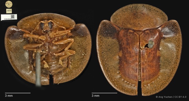 Aspidomorpha calligera • © Ang Yuchen • CC BY 4.0