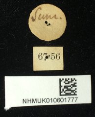 Aspidomorpha calligera • All Rights Reserved Museum Label