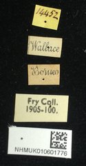 Aspidomorpha castaneipennis • All Rights Reserved Museum Label
