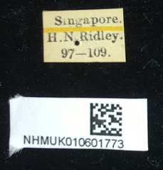Aspidomorpha dorsata • All Rights Reserved Museum Label