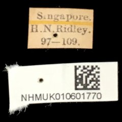 Aspidomorpha elevata • All Rights Reserved Museum Label