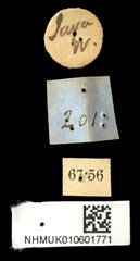 Aspidomorpha elevata • All Rights Reserved Museum Label