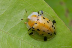 Aspidomorpha miliaris • © Marcus Ng Fu Chuan • All Rights Reserved
