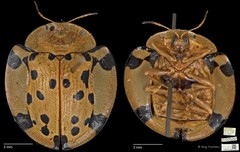 Aspidomorpha miliaris