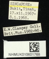 Aspidomorpha miliaris • All Rights Reserved Museum Label