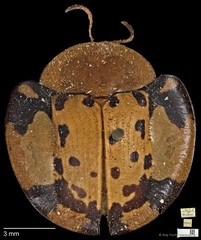Aspidomorpha miliaris • © Ang Yuchen • CC BY 4.0