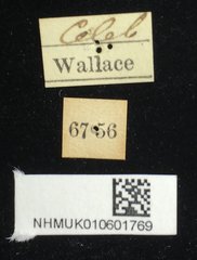 Aspidomorpha miliaris • All Rights Reserved Museum Label