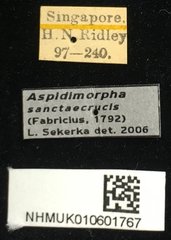 Aspidomorpha sanctaecrucis • All Rights Reserved Museum Label