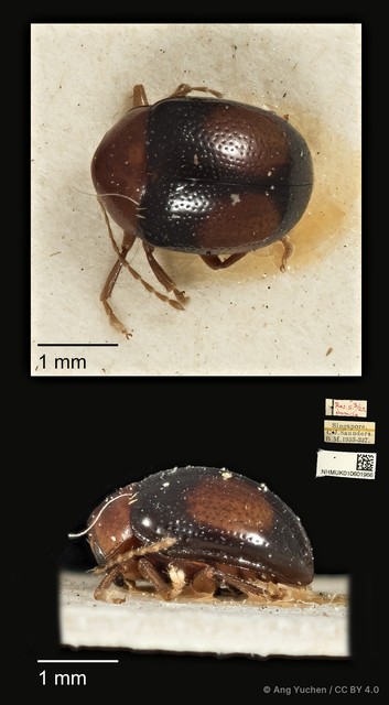Aulacia ornata • © Ang Yuchen • CC BY 4.0