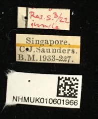 Aulacia ornata • All Rights Reserved Museum Label