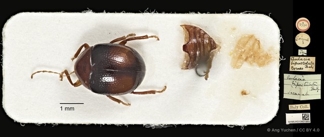 Aulacia bipustulata • © Ang Yuchen • CC BY 4.0