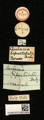 Aulacia bipustulata • All Rights Reserved Museum Label