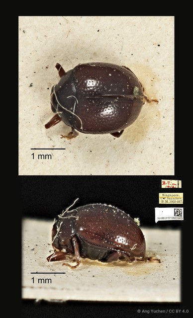 Aulacia bipustulata