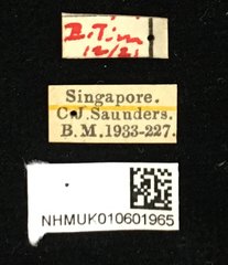 Aulacia bipustulata • All Rights Reserved Museum Label