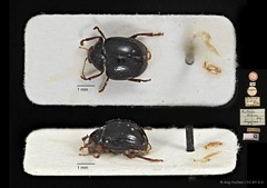 Aulacia diversa • © Ang Yuchen • CC BY 4.0