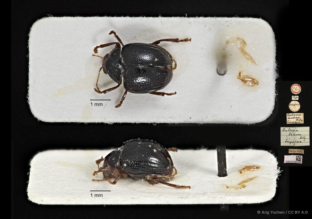 Aulacia diversa • © Ang Yuchen • CC BY 4.0