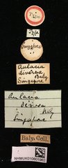 Aulacia diversa • All Rights Reserved Museum Label