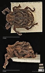 Aulacolepis decorata • © Ang Yuchen • CC BY 4.0
