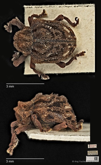 Aulacolepis decorata • © Ang Yuchen • CC BY 4.0