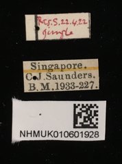 Aulacolepis decorata • All Rights Reserved Museum Label
