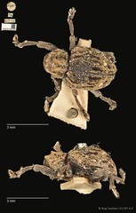 Aulacolepis decorata • © Ang Yuchen • CC BY 4.0