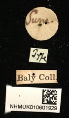 Aulacolepis decorata • All Rights Reserved Museum Label