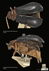 Aulacophora antennata • © Ang Yuchen • CC BY 4.0
