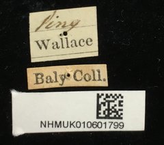 Aulacophora antennata • All Rights Reserved Museum Label