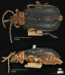 Aulacophora apicipes • © Ang Yuchen • CC BY 4.0