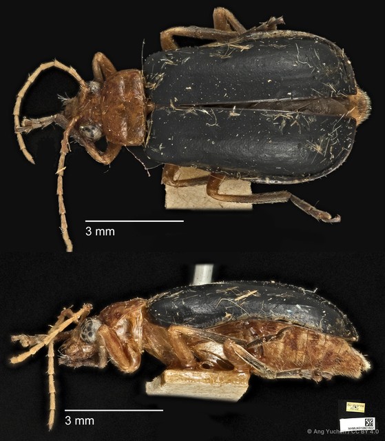 Aulacophora apicipes • © Ang Yuchen • CC BY 4.0
