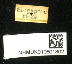 Aulacophora apicipes • All Rights Reserved Museum Label