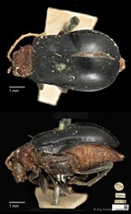 Aulacophora apicipes • © Ang Yuchen • CC BY 4.0