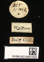 Aulacophora apicipes • All Rights Reserved Museum Label