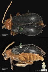 Aulacophora atripennis • © Ang Yuchen • CC BY 4.0