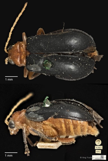Aulacophora atripennis • © Ang Yuchen • CC BY 4.0