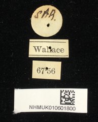 Aulacophora atripennis • All Rights Reserved Museum Label