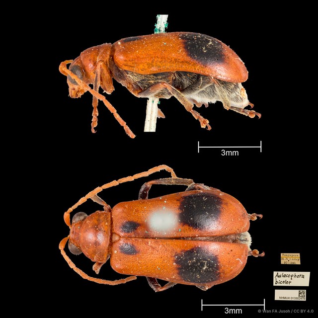 Aulacophora bicolor • © Wan FA Jusoh • CC BY 4.0