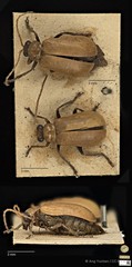 Aulacophora coffeae • © Ang Yuchen • CC BY 4.0
