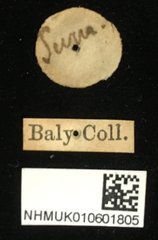Aulacophora coffeae • All Rights Reserved Museum Label