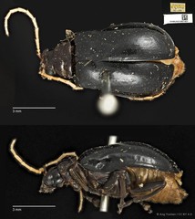 Aulacophora flaviventris • © Ang Yuchen • CC BY 4.0