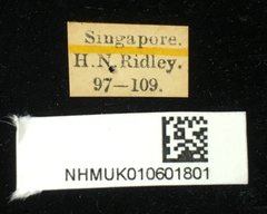 Aulacophora flaviventris • All Rights Reserved Museum Label