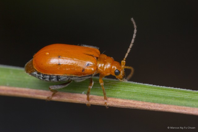 Aulacophora indica