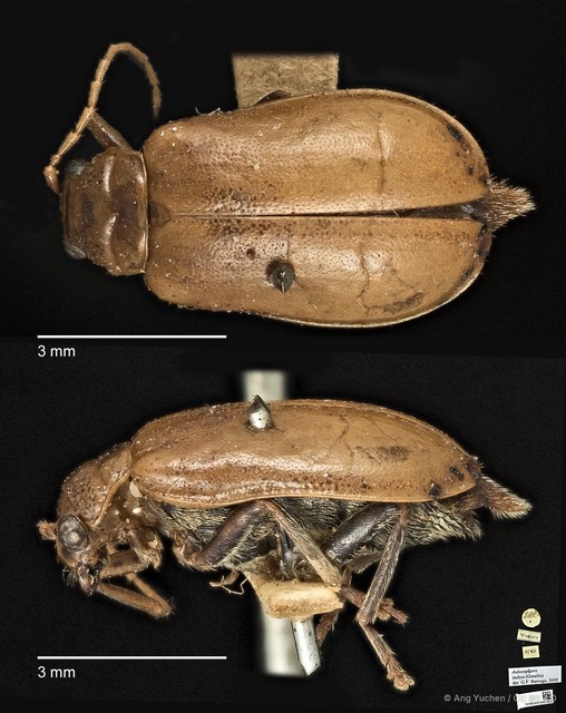 Aulacophora indica • © Ang Yuchen • CC BY 4.0