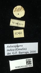Aulacophora indica • All Rights Reserved Museum Label